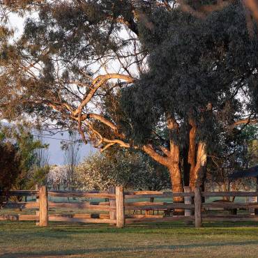 rural fence morning golden hour light