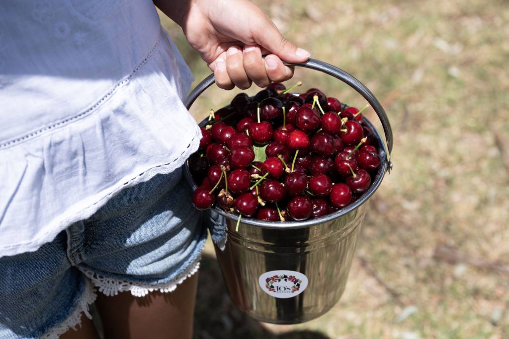 pick your own cherries mudgee
