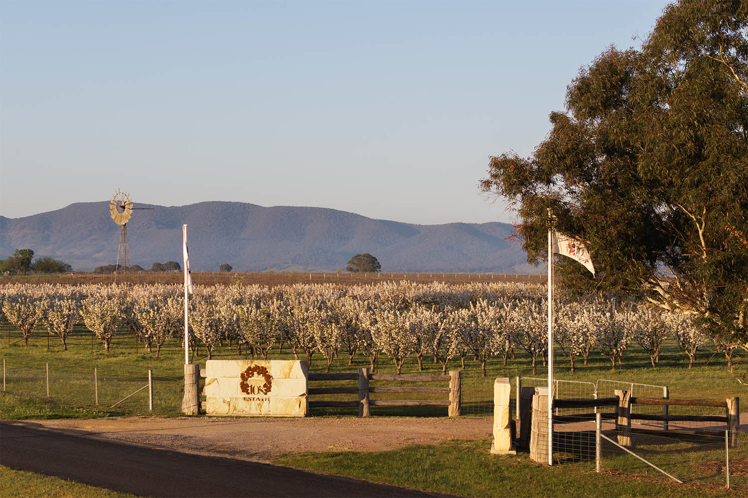 10's estate organic farm