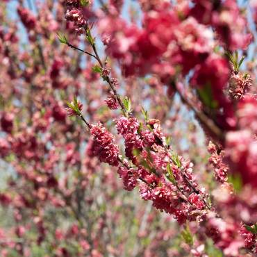 10s estate cherry blossoms pink