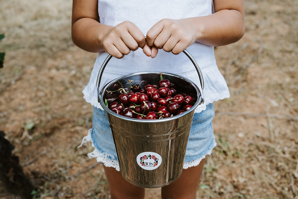 bucket-cherries-mudgee-photo