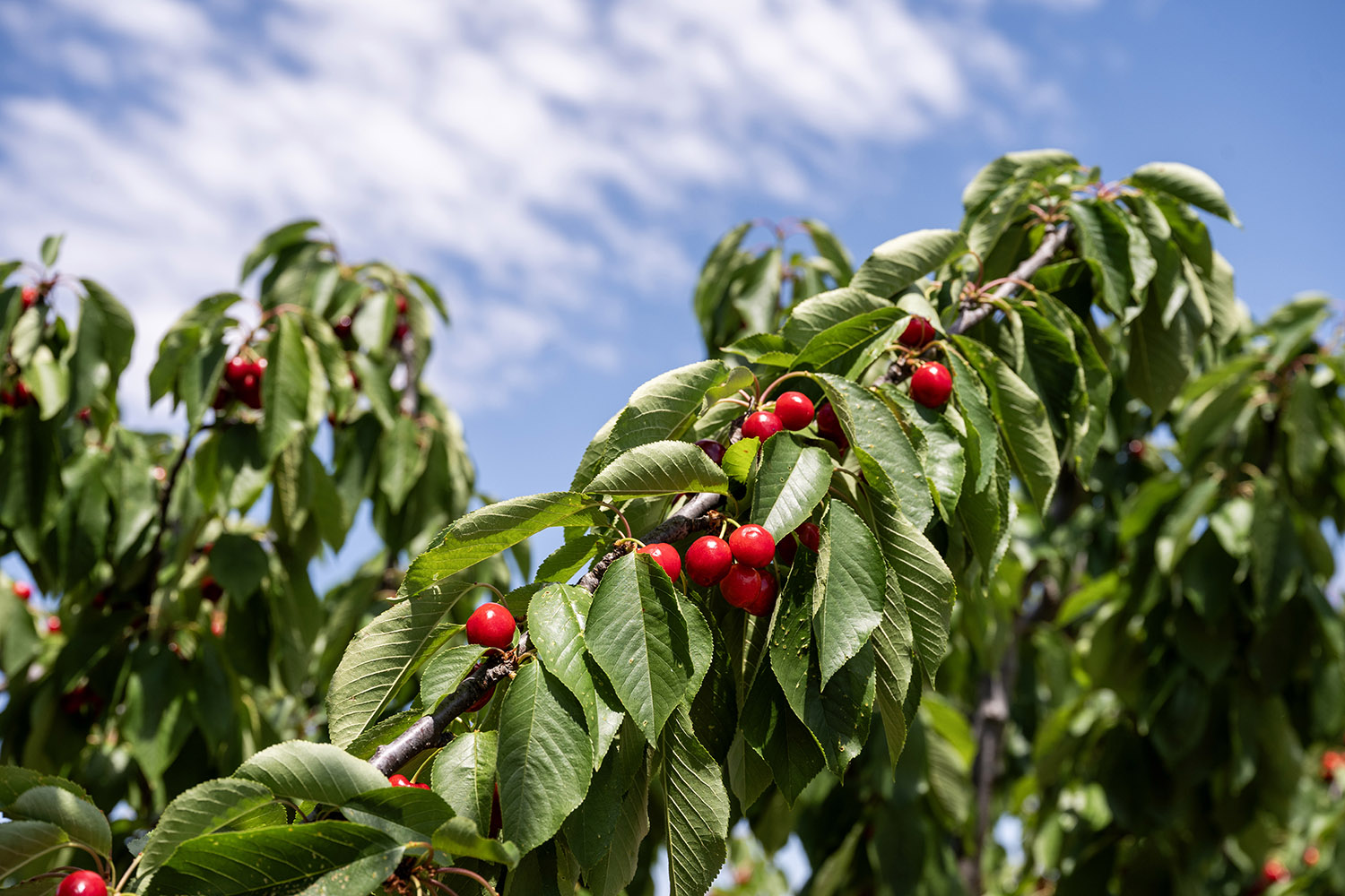 cherries in the sunshine
