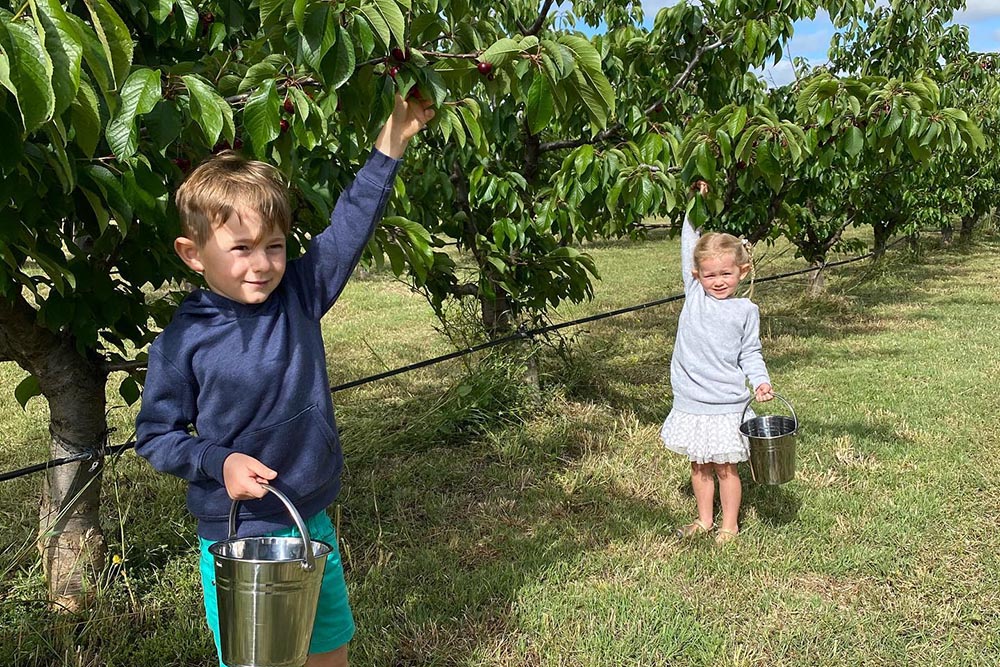 cherry-picking-mudgee-organic