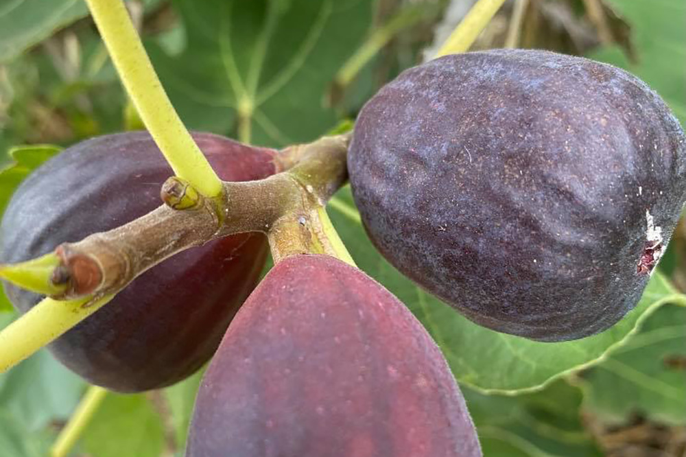 fig-picking-mudgee-fresh