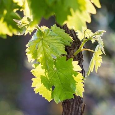 grape leaves
