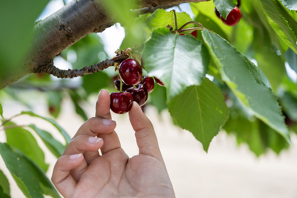 organic-cherry-picking-photo