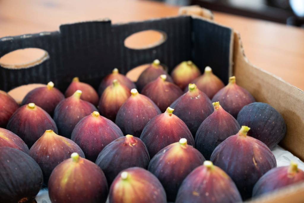 fig picking mudhee juicy ripe