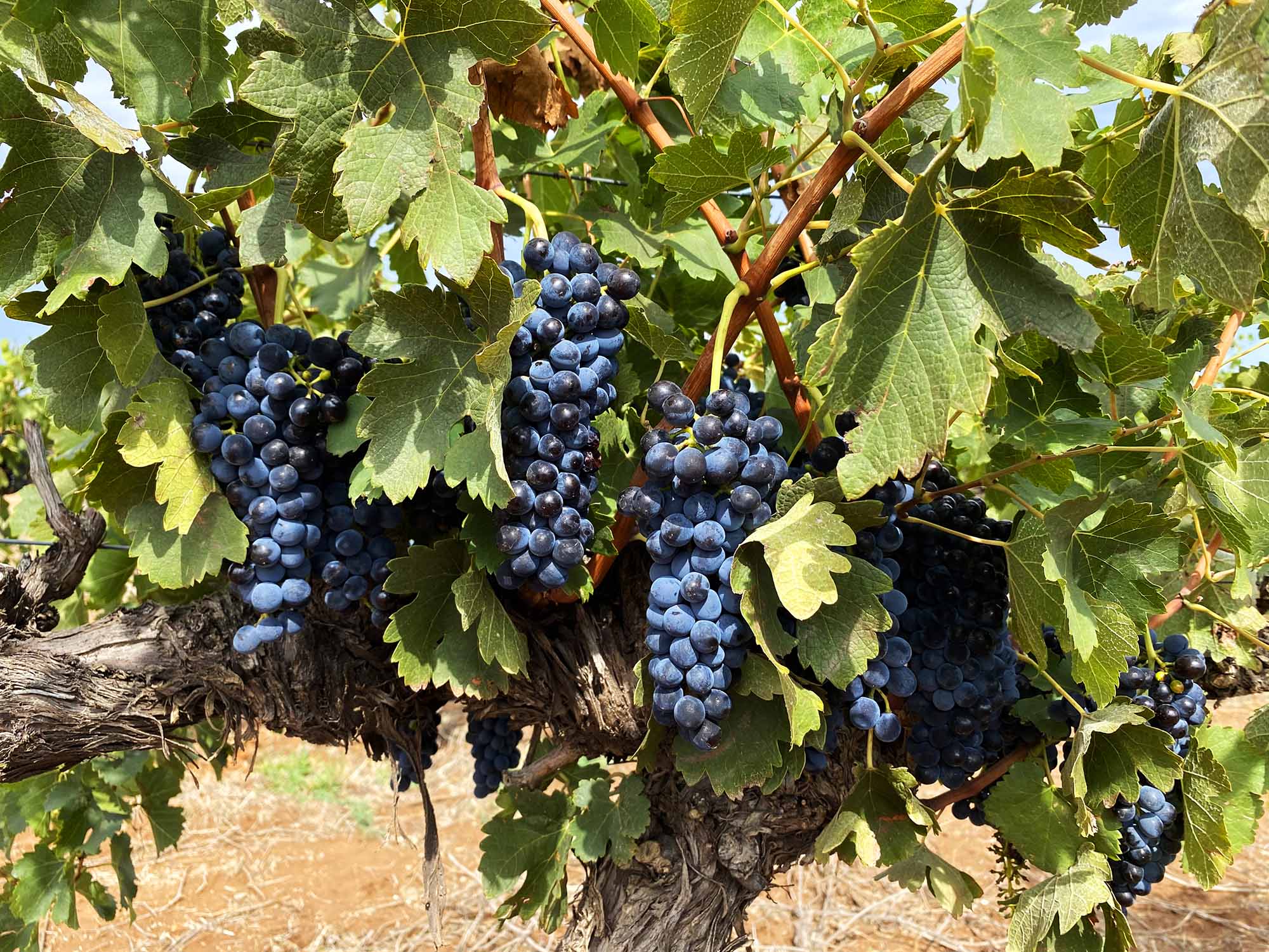 mudgee grapes